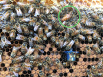 Nuc - Indiana Honey Bees 5 Frame Nucleus Colony